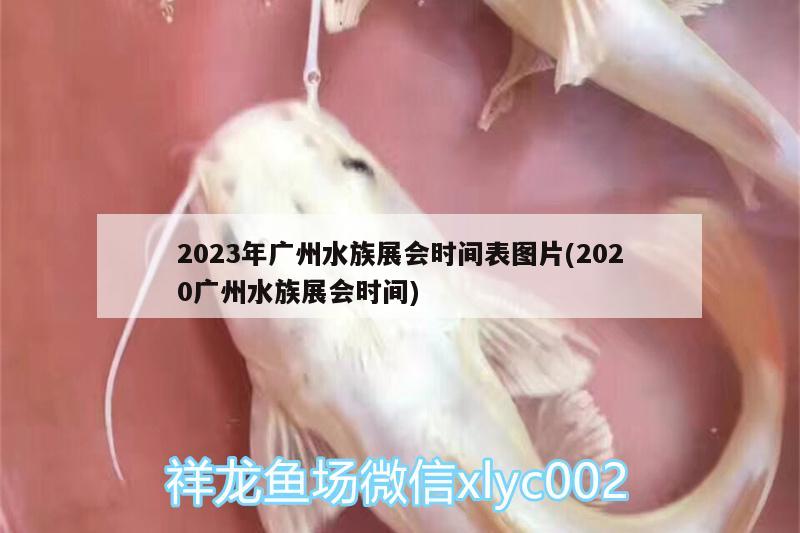 2023年廣州水族展會(huì)時(shí)間表圖片(2020廣州水族展會(huì)時(shí)間)