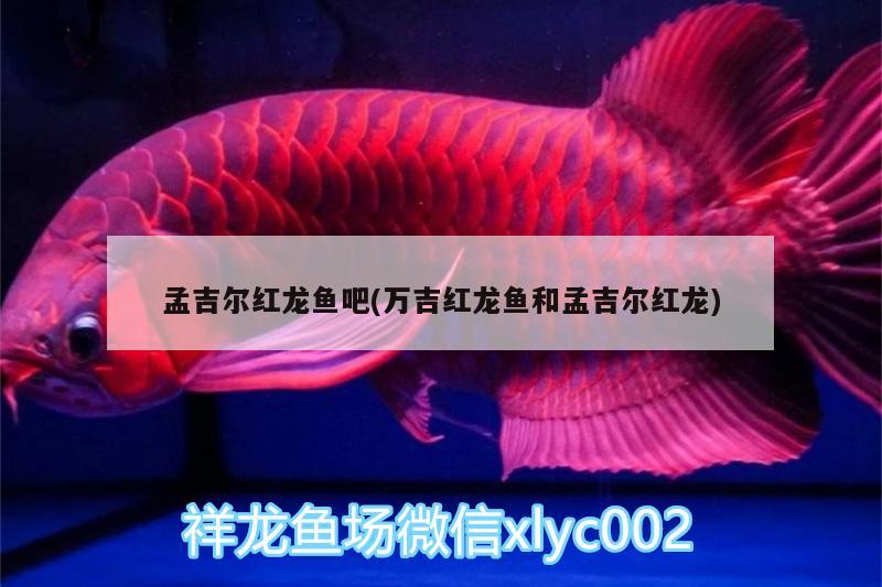 孟吉爾紅龍魚吧(萬吉紅龍魚和孟吉爾紅龍)