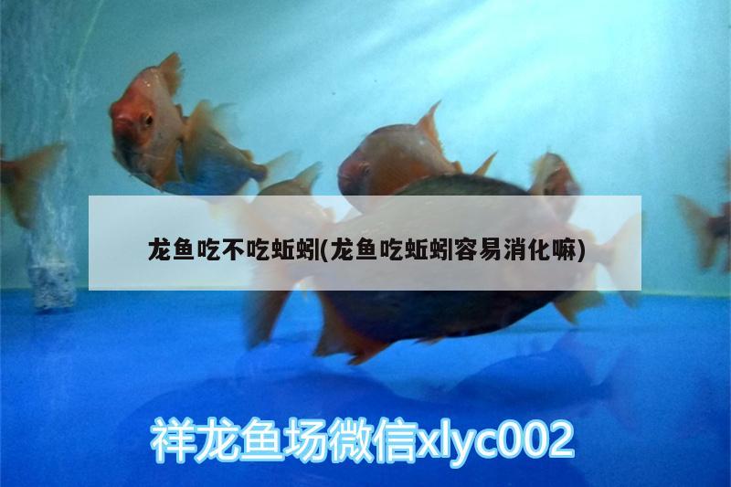 龍魚吃不吃蚯蚓(龍魚吃蚯蚓容易消化嘛)