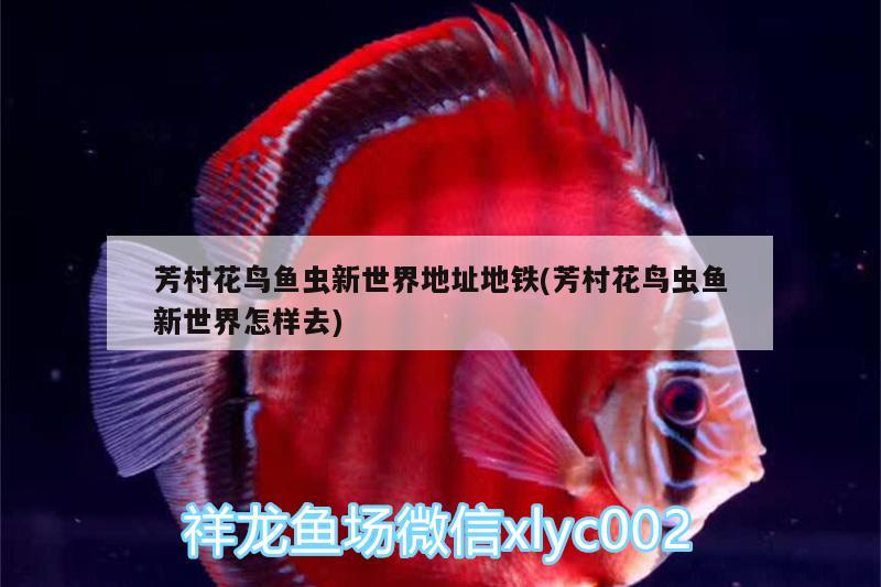 芳村花鳥(niǎo)魚(yú)蟲(chóng)新世界地址地鐵(芳村花鳥(niǎo)蟲(chóng)魚(yú)新世界怎樣去)