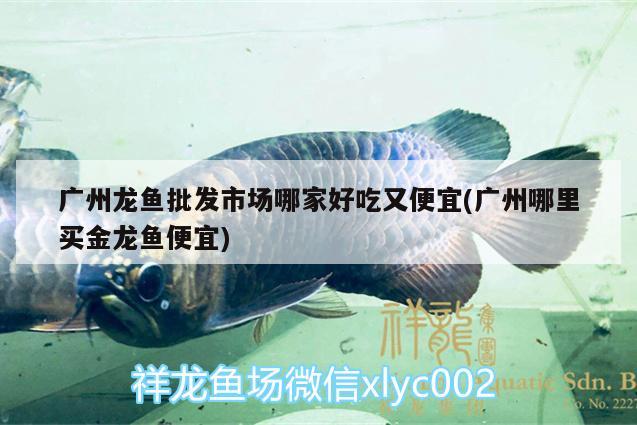 廣州龍魚批發(fā)市場哪家好吃又便宜(廣州哪里買金龍魚便宜)