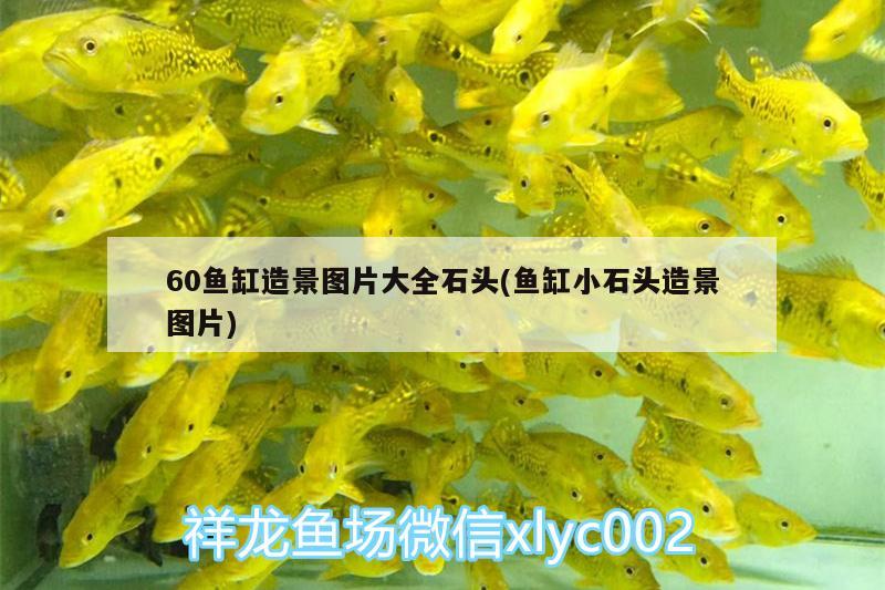 60魚缸造景圖片大全石頭(魚缸小石頭造景圖片)