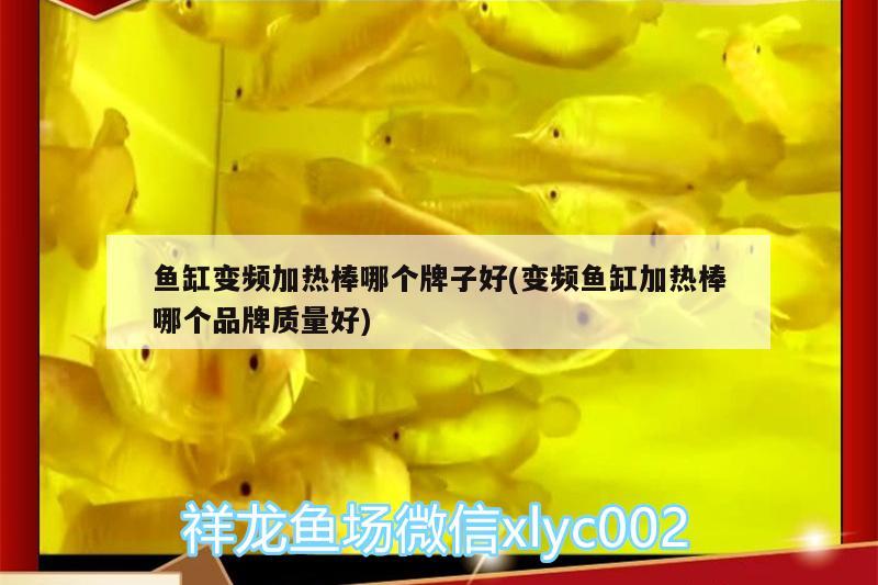 魚缸變頻加熱棒哪個牌子好(變頻魚缸加熱棒哪個品牌質(zhì)量好)