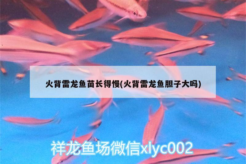 火背雷龍魚苗長得慢(火背雷龍魚膽子大嗎)