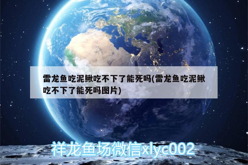 雷龍魚吃泥鰍吃不下了能死嗎(雷龍魚吃泥鰍吃不下了能死嗎圖片)