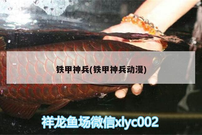 鐵甲神兵(鐵甲神兵動漫) 委內(nèi)瑞拉奧里諾三間魚苗 第1張