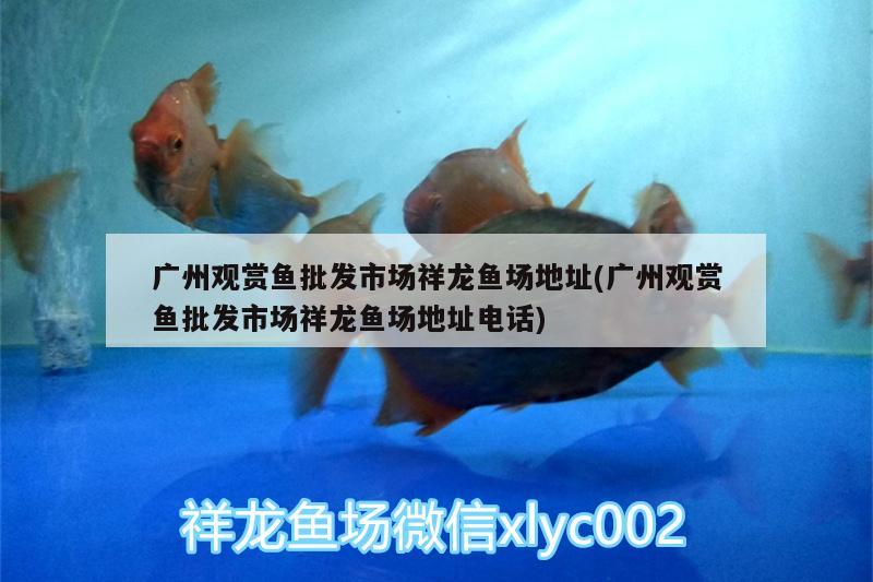 廣州觀賞魚批發(fā)市場祥龍魚場地址(廣州觀賞魚批發(fā)市場祥龍魚場地址電話) 觀賞魚批發(fā) 第2張