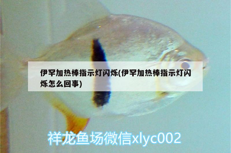 伊罕加熱棒指示燈閃爍(伊罕加熱棒指示燈閃爍怎么回事) 伊罕水族