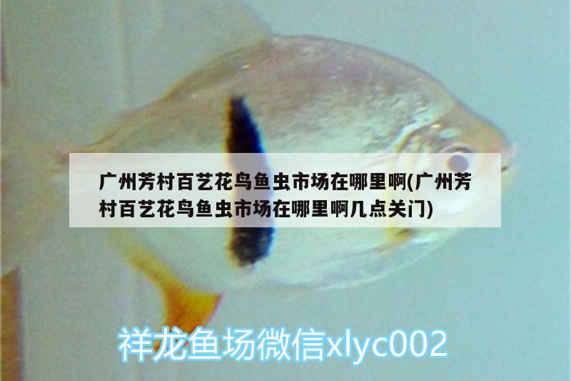 廣州芳村百藝花鳥(niǎo)魚(yú)蟲(chóng)市場(chǎng)在哪里啊(廣州芳村百藝花鳥(niǎo)魚(yú)蟲(chóng)市場(chǎng)在哪里啊幾點(diǎn)關(guān)門(mén))