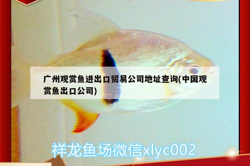 廣州觀賞魚進出口貿(mào)易公司地址查詢(中國觀賞魚出口公司)