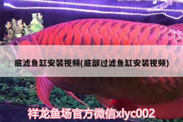 底濾魚缸安裝視頻(底部過濾魚缸安裝視頻) 狗仔（招財貓)魚苗