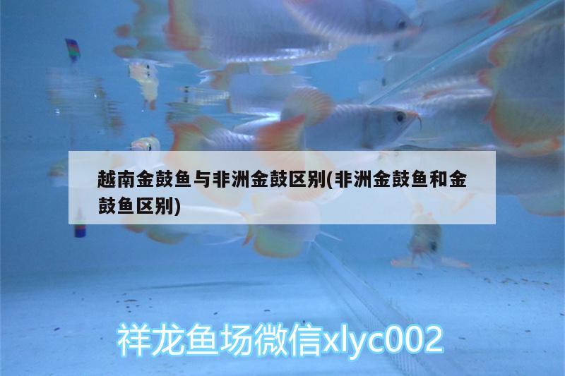 越南金鼓魚與非洲金鼓區(qū)別(非洲金鼓魚和金鼓魚區(qū)別) 非洲金鼓魚