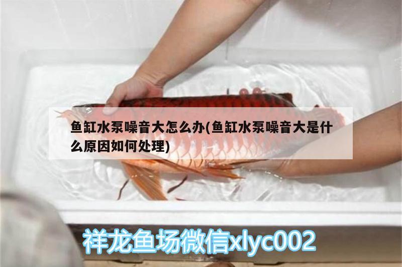 魚缸水泵噪音大怎么辦(魚缸水泵噪音大是什么原因如何處理)