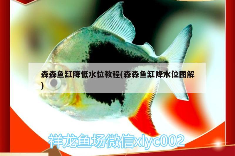 森森魚缸降低水位教程(森森魚缸降水位圖解) 新加坡號(hào)半紅龍魚（練手級(jí)紅龍魚）