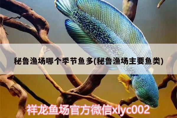 秘魯漁場哪個季節(jié)魚多(秘魯漁場主要魚類)