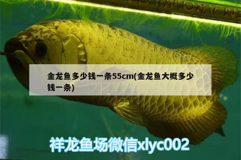 金龍魚多少錢一條55cm(金龍魚大概多少錢一條)