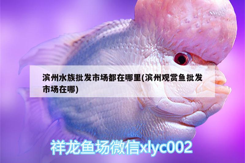 濱州水族批發(fā)市場(chǎng)都在哪里(濱州觀賞魚(yú)批發(fā)市場(chǎng)在哪)