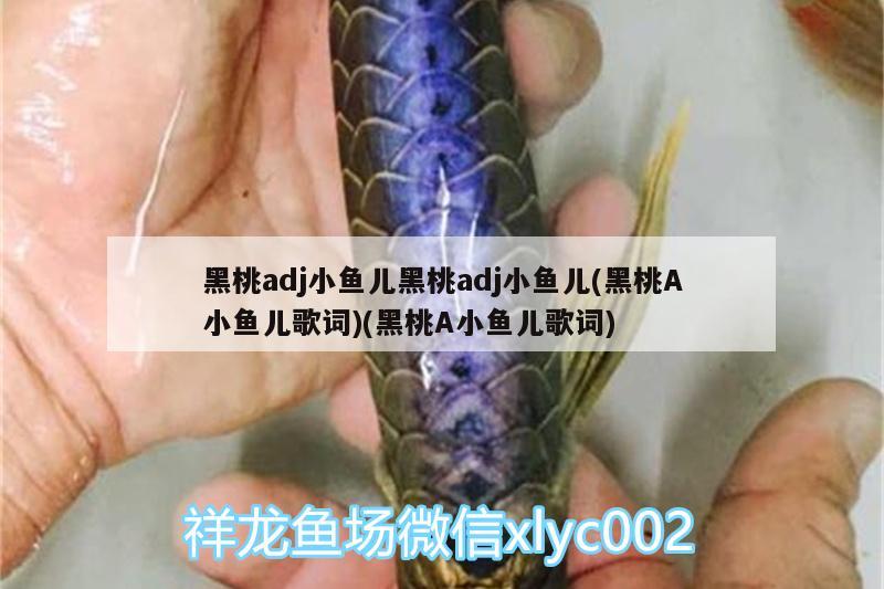 黑桃adj小魚兒黑桃adj小魚兒(黑桃A小魚兒歌詞)(黑桃A小魚兒歌詞)