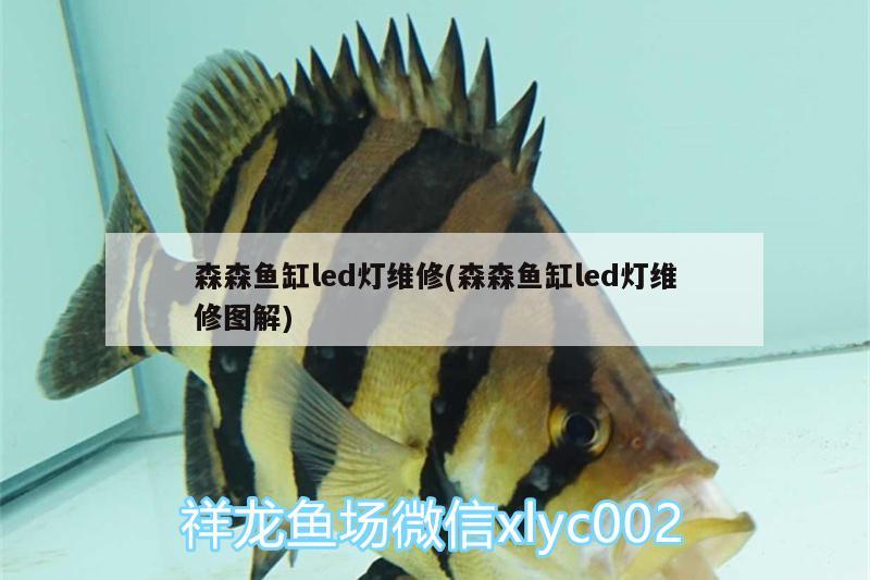 森森魚缸led燈維修(森森魚缸led燈維修圖解) 翡翠鳳凰魚