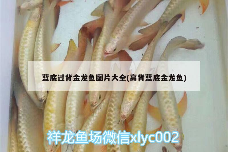 藍底過背金龍魚圖片大全(高背藍底金龍魚)