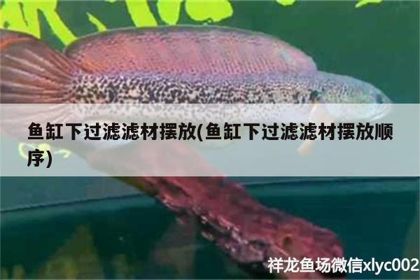 魚缸下過濾濾材擺放(魚缸下過濾濾材擺放順序) 成吉思汗鯊（球鯊）魚