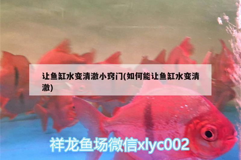 讓魚缸水變清澈小竅門(如何能讓魚缸水變清澈)