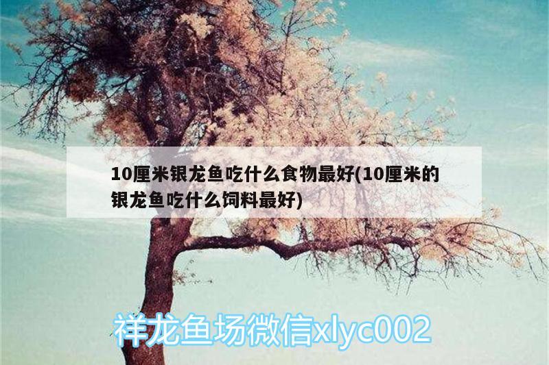 10厘米銀龍魚吃什么食物最好(10厘米的銀龍魚吃什么飼料最好) 銀龍魚百科