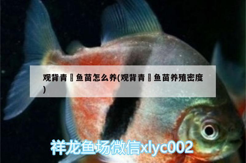 觀背青鳉魚苗怎么養(yǎng)(觀背青鳉魚苗養(yǎng)殖密度) 龍魚批發(fā)