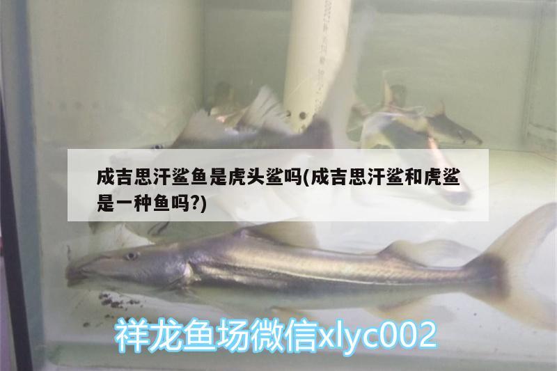 成吉思汗鯊魚是虎頭鯊嗎(成吉思汗鯊和虎鯊是一種魚嗎?)