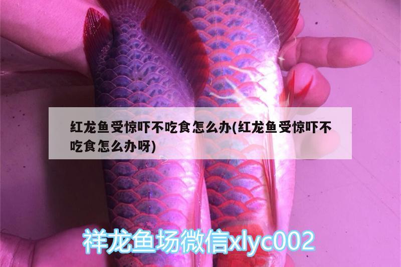 紅龍魚受驚嚇不吃食怎么辦(紅龍魚受驚嚇不吃食怎么辦呀)