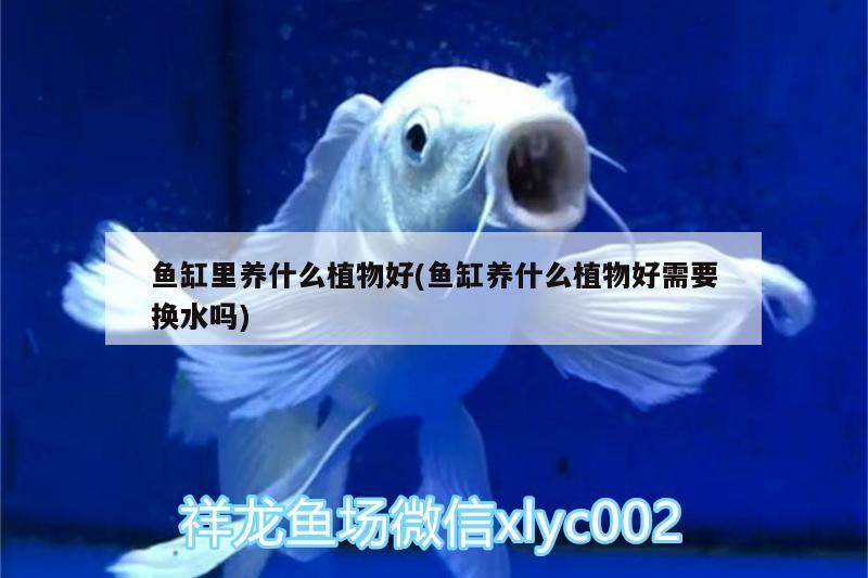 魚(yú)缸里養(yǎng)什么植物好(魚(yú)缸養(yǎng)什么植物好需要換水嗎)