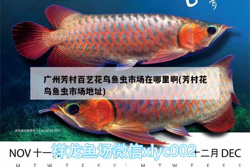 廣州芳村百藝花鳥魚蟲市場(chǎng)在哪里啊(芳村花鳥魚蟲市場(chǎng)地址) 帝王迷宮魚