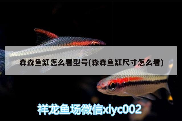 森森魚缸怎么看型號(森森魚缸尺寸怎么看) 純血皇冠黑白魟魚