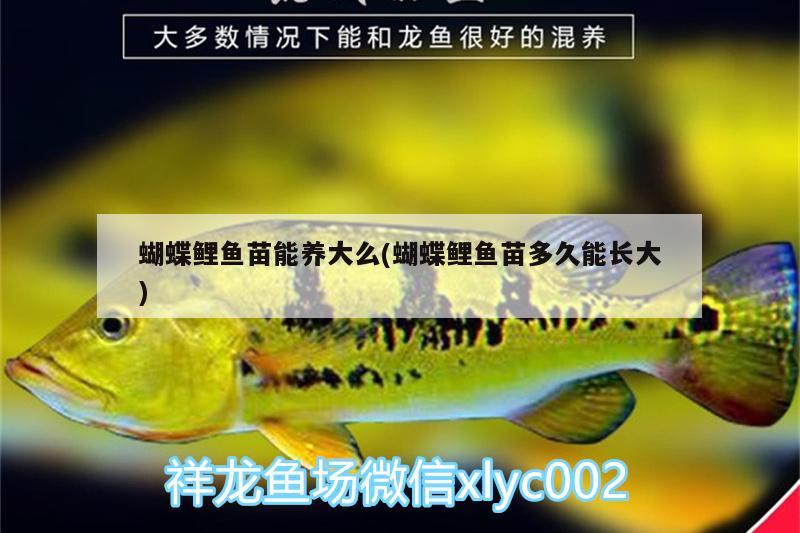 蝴蝶鯉魚苗能養(yǎng)大么(蝴蝶鯉魚苗多久能長大) 蝴蝶鯉