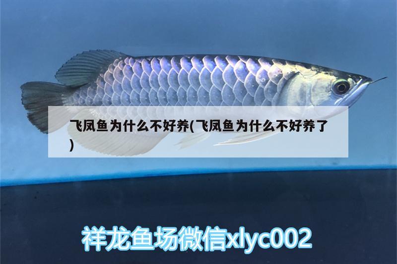 飛鳳魚為什么不好養(yǎng)(飛鳳魚為什么不好養(yǎng)了) 飛鳳魚