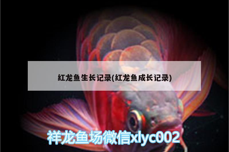 紅龍魚生長(zhǎng)記錄(紅龍魚成長(zhǎng)記錄) 祥龍魚場(chǎng)品牌產(chǎn)品