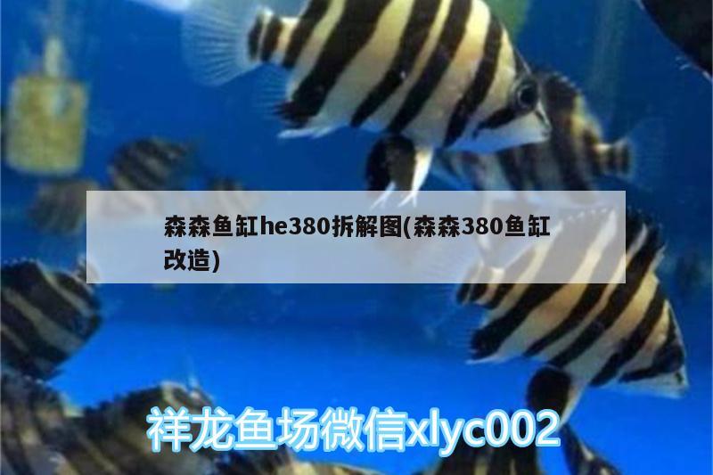 森森魚(yú)缸he380拆解圖(森森380魚(yú)缸改造) 金老虎魚(yú)