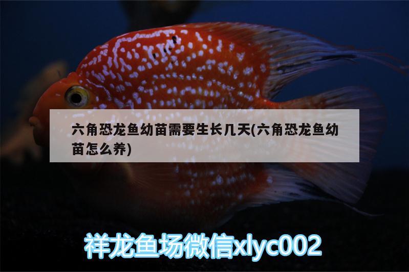 六角恐龍魚幼苗需要生長(zhǎng)幾天(六角恐龍魚幼苗怎么養(yǎng)) 巴西亞魚