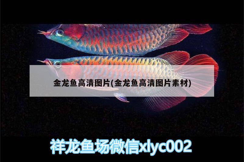 金龍魚高清圖片(金龍魚高清圖片素材) 虎魚百科