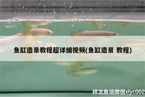 魚缸造景教程超詳細(xì)視頻(魚缸造景教程) 黃金貓魚