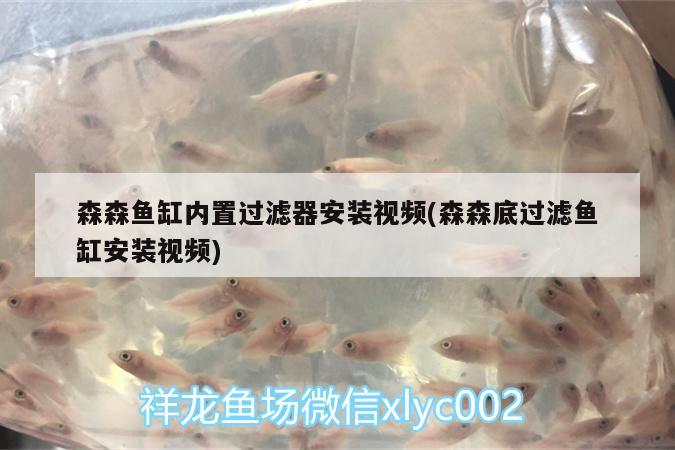 森森魚缸內(nèi)置過濾器安裝視頻(森森底過濾魚缸安裝視頻)