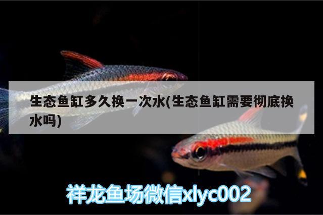 生態(tài)魚(yú)缸多久換一次水(生態(tài)魚(yú)缸需要徹底換水嗎) 印尼虎苗 第2張