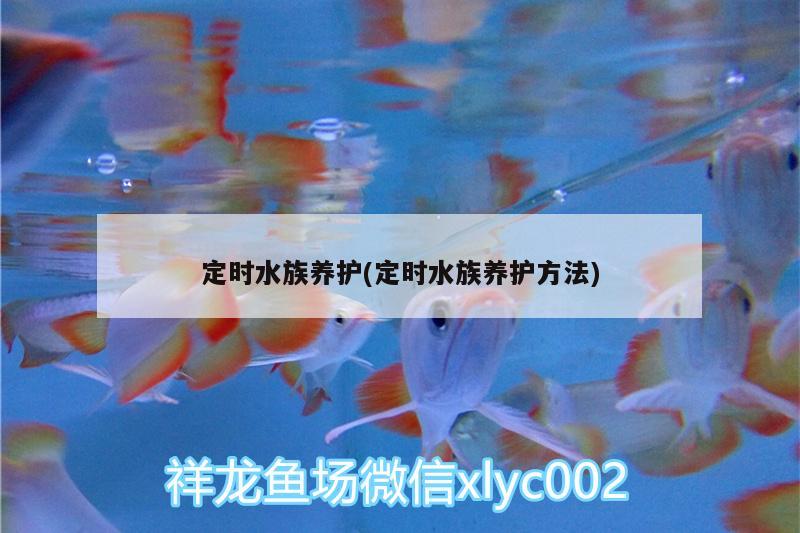 定時(shí)水族養(yǎng)護(hù)(定時(shí)水族養(yǎng)護(hù)方法) 祥龍超血紅龍魚