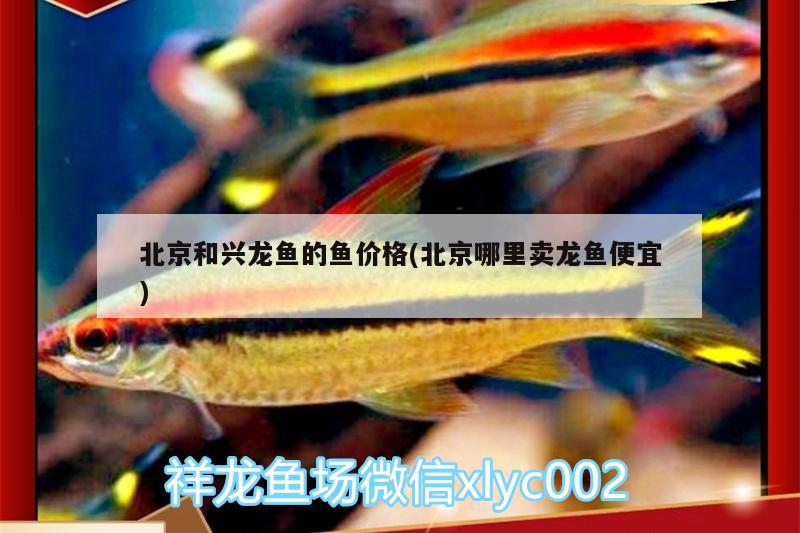 北京和興龍魚的魚價(jià)格(北京哪里賣龍魚便宜)