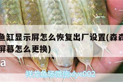 森森魚缸顯示屏怎么恢復(fù)出廠設(shè)置(森森魚缸顯示屏幕怎么更換) 紅眼黃化幽靈火箭魚|皇家火箭魚