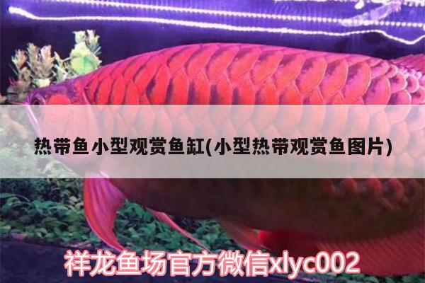 熱帶魚小型觀賞魚缸(小型熱帶觀賞魚圖片)