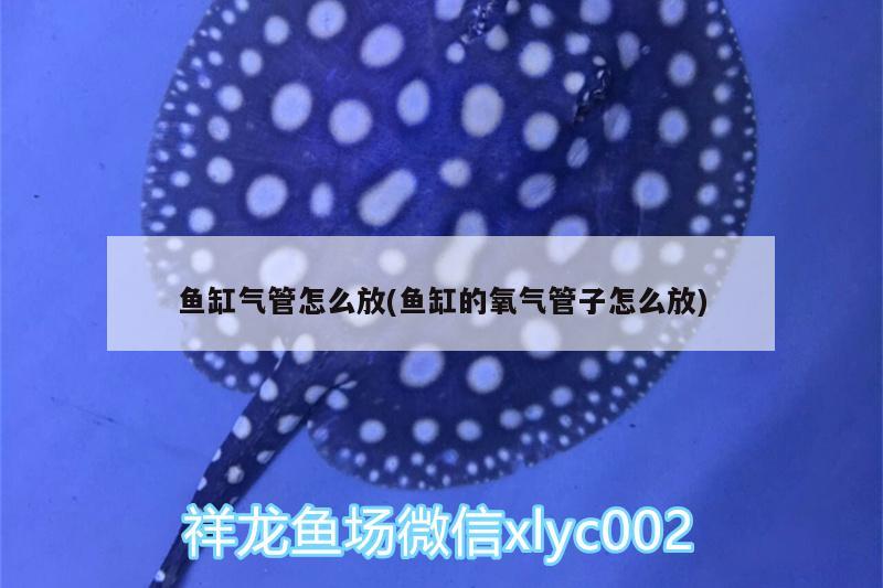 魚缸氣管怎么放(魚缸的氧氣管子怎么放)