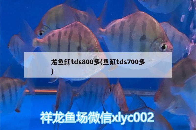 龍魚缸tds800多(魚缸tds700多) 養(yǎng)魚的好處