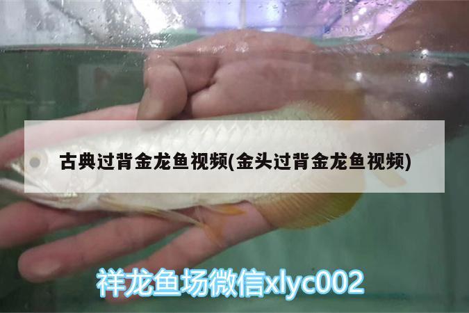 古典過背金龍魚視頻(金頭過背金龍魚視頻) 古典過背金龍魚 第2張