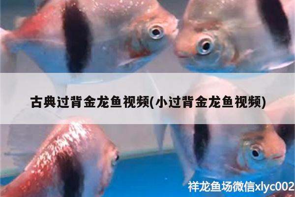 古典過背金龍魚視頻(小過背金龍魚視頻)